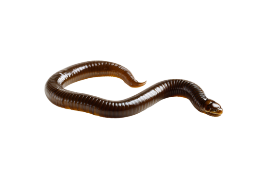 Slithering earthworm close up view showcasing its segmented body and smooth texture perfect for educational or nature related designs or illustrations detailed macro of a brown