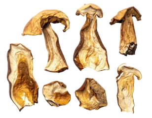 Close-up of seven dried mushrooms, showing their unique shapes and textures, isolated on black background