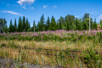 Obraz premium Flowering plant Ivan tea in the summer in the field.