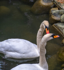 Two white swans in a pond in summer.