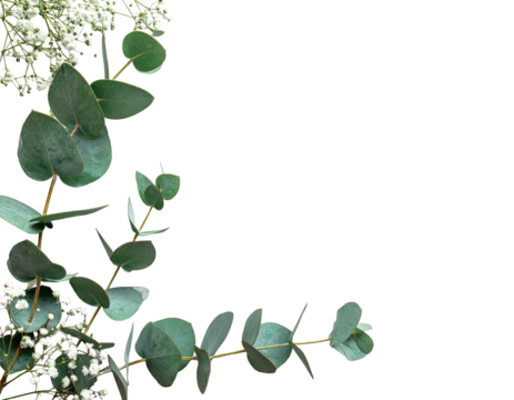 Close-up botanical composition features leafy sprigs, tiny flowers, and a solid black background