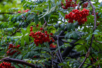 Clusters of red ripe mountain ash on a tree after the rain.