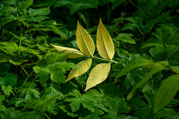 A branch with yellow autumn leaves on green leaves.