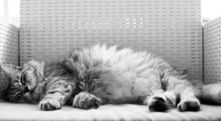 Adorable cat with long hair sleeps on a garden chair
