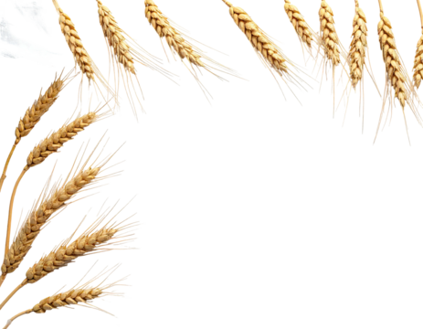 Wheat stalks arranged in a semi-circular fashion, creating a corner border against a black background