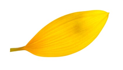 Isolated yellow petal with longitudinal veins, against a stark white backdrop