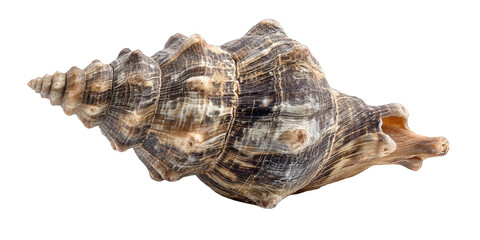 Close-up of a seashell