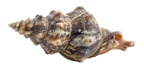 Close-up of a seashell