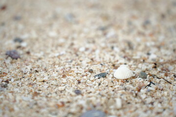 A small white seashell resting on fine beach sand, capturing a calm and minimal seaside moment