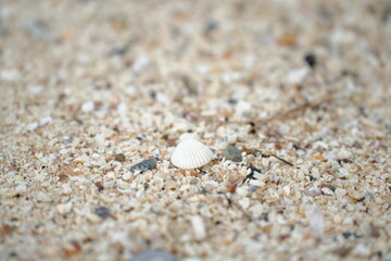 A small white seashell resting on fine beach sand, capturing a calm and minimal seaside moment