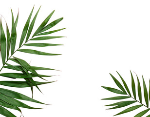 Fototapeta premium Lush green palm fronds frame a blank black space, creating a minimalist tropical design