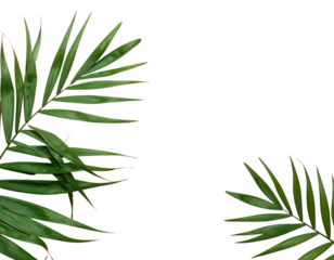 Lush green palm fronds frame a blank black space, creating a minimalist tropical design