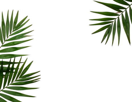 Palm leaves arranged in opposite corners against a solid black backdrop, offering a contrasting aesthetic