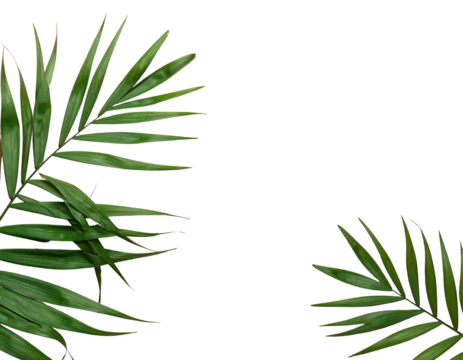 Lush green palm fronds frame a blank black space, creating a minimalist tropical design