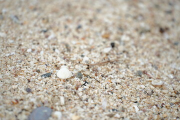 A small white seashell resting on fine beach sand, capturing a calm and minimal seaside moment