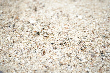 A small white seashell resting on fine beach sand, capturing a calm and minimal seaside moment