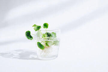 A minimalist photo of a glass container with lush green leaves and roots in clear water, set against a soft white background.