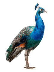Elegant peacock exhibiting regal presence and intricate plumage standing gracefully with vivid coloration a captivating display of nature's beauty exotic fowl with exquisite
