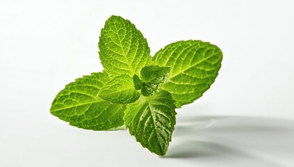 Vibrant green mint leaves with a textured surface captured in a studio setting with soft lighting
