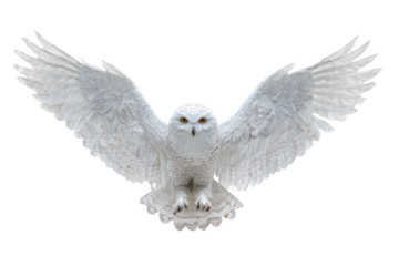 Snowy owl soars, wings spread wide. Eyes intense
