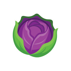 Vector art of a vibrant illustration of a fresh red cabbage, isolated on a, showcasing its layered purple leaves and green outer leaves