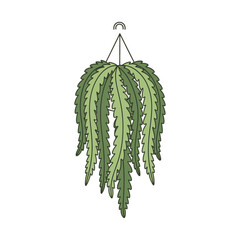 Hanging Basket Fern with Serrated Fronds and Simple Hanger.