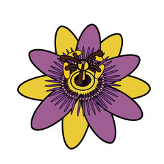 Vibrant Passion Flower Isolated Vector Illustration with Purple and Yellow Petals