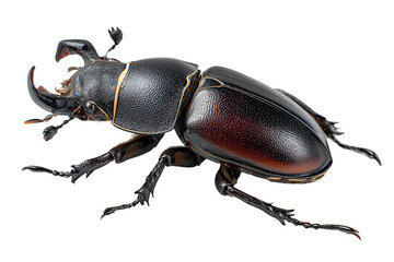Detailed studio shot showcasing a rhinoceros beetle with elaborate horns revealing the insect's textures and form highlighting nature's intricate designs and remarkable evolution
