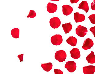 Vibrant red rose petals scattered on a stark black backdrop, creating a striking visual contrast