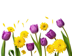 Vivid arrangement of purple tulips and yellow chrysanthemums against a dark, empty background