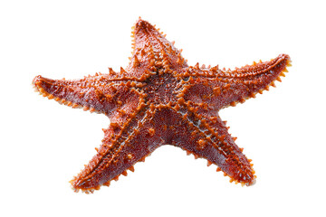 Detailed reddish starfish shows its unique pattern with a textured body on a dark surface a beautiful example of underwater sea life photography close up focus shows its unique