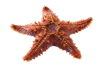 Detailed reddish starfish shows its unique pattern with a textured body on a dark surface a beautiful example of underwater sea life photography close up focus shows its unique