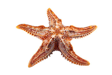 Detailed image of a sun starfish showing its complex skin pattern on a black setting creating an interesting and beautiful ocean creature portrait for scientific stock image uses