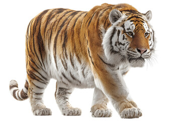 Majestic tiger walking calmly is a captivating image portraying raw power and stunning stripe patterns of this endangered wild cat in its natural habitat, captivating