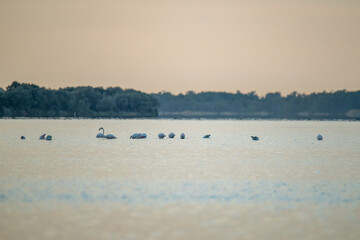 Naklejka premium Flamingoes at dawn pastel colors in middle of water pond Biguglia in Corsica near Bastia Tall grasses on the background