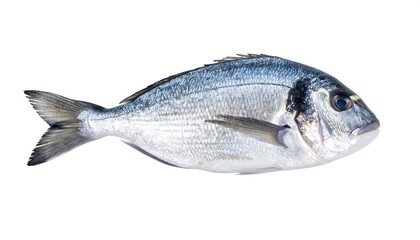 Single, whole fish displayed against a stark, white background