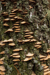 Mushrooms growing on a wooden stump. Small depth of field