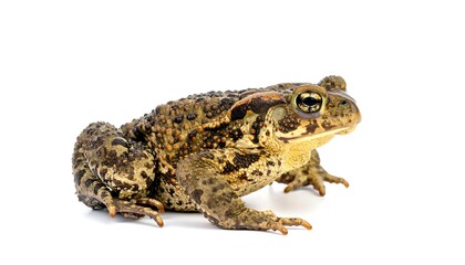 Side-view of a brown and spotted toad on a bright white background