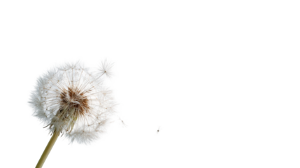 Close-up of a dandelion seed head (6)