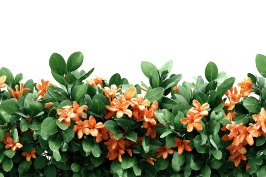 Orange blossoms and green leaves against a dark background - Powered by Adobe