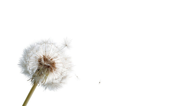 Close-up of a dandelion seed head (6)