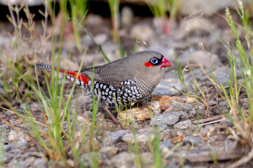 Red-Eared Firetail Foraging on Ground