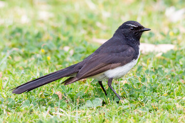 Willie Wagtail Standing on Grass