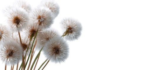 Obraz premium Fluffy white dandelion seeds clustered together