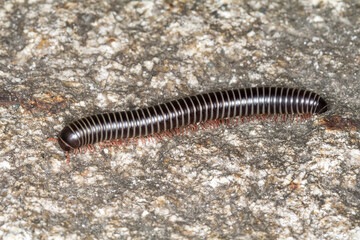 Millipede with segmented body moving across textured surface