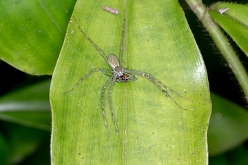 Predatory Green Spider Feeding on Insect
