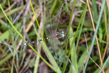Close-up of Black and Yellow Dragonfly with Clear Wings