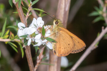 Bright Shield-skipper Feeding on Native White Flower