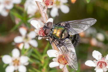 Metallic Green Fly Feeding on White Flowers