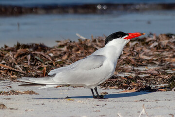 Caspian Tern Standing on Sandy Beach